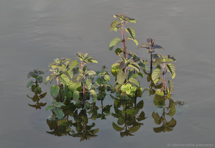 .....di luce riflessa